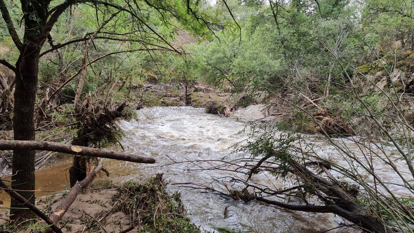 El río Cofío crecido tras la DANA de septiembre de 2023, con troncos y ramas arrastrados en la orilla