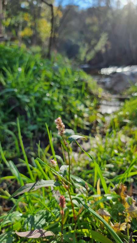 Ribera del Cofío con hierba y una planta florecida en primer plano y el río al fondo, a contraluz